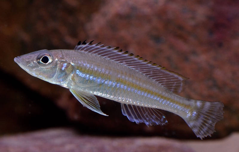 Reganochromis calliurus 'Chituta Bay'